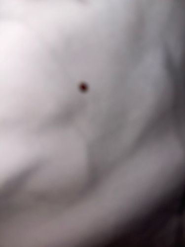 Unidentifiable Small Insect/Tick