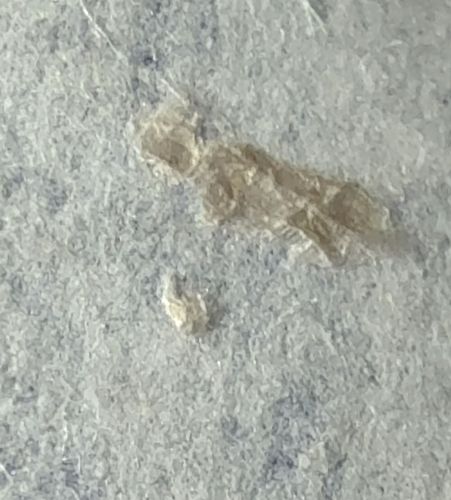 Booklouse (or Psocid)