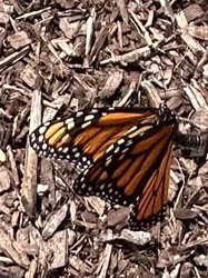 Monarch Butterfly