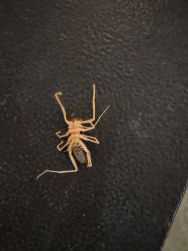 Camel Spider, Sun Spider, Wind Scorpion