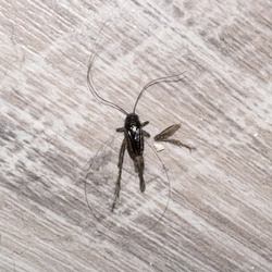 Field Cricket