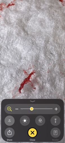 Bloodworm