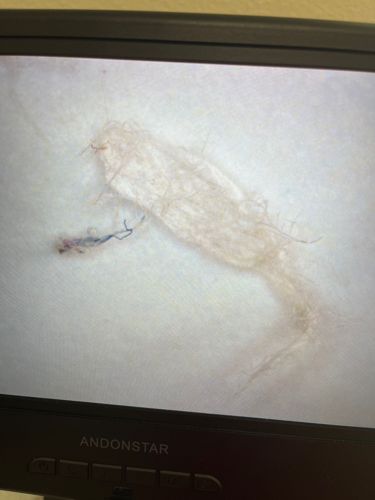 Carpet Beetle Larva (likely varied, common, or black carpet beetle)