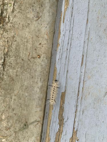 Yellow Woolly Bear Caterpillar