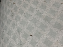 Carpet Beetle (likely Varied Carpet Beetle or Black Carpet Beetle)