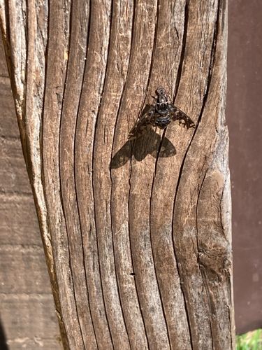 Tachinid Fly