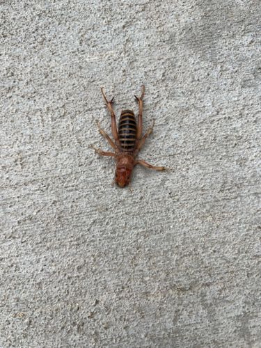 Jerusalem Cricket (also known as Potato Bug, Child of the Earth, Nina de la Tierra, Stone Cricket, Cara de Niño)