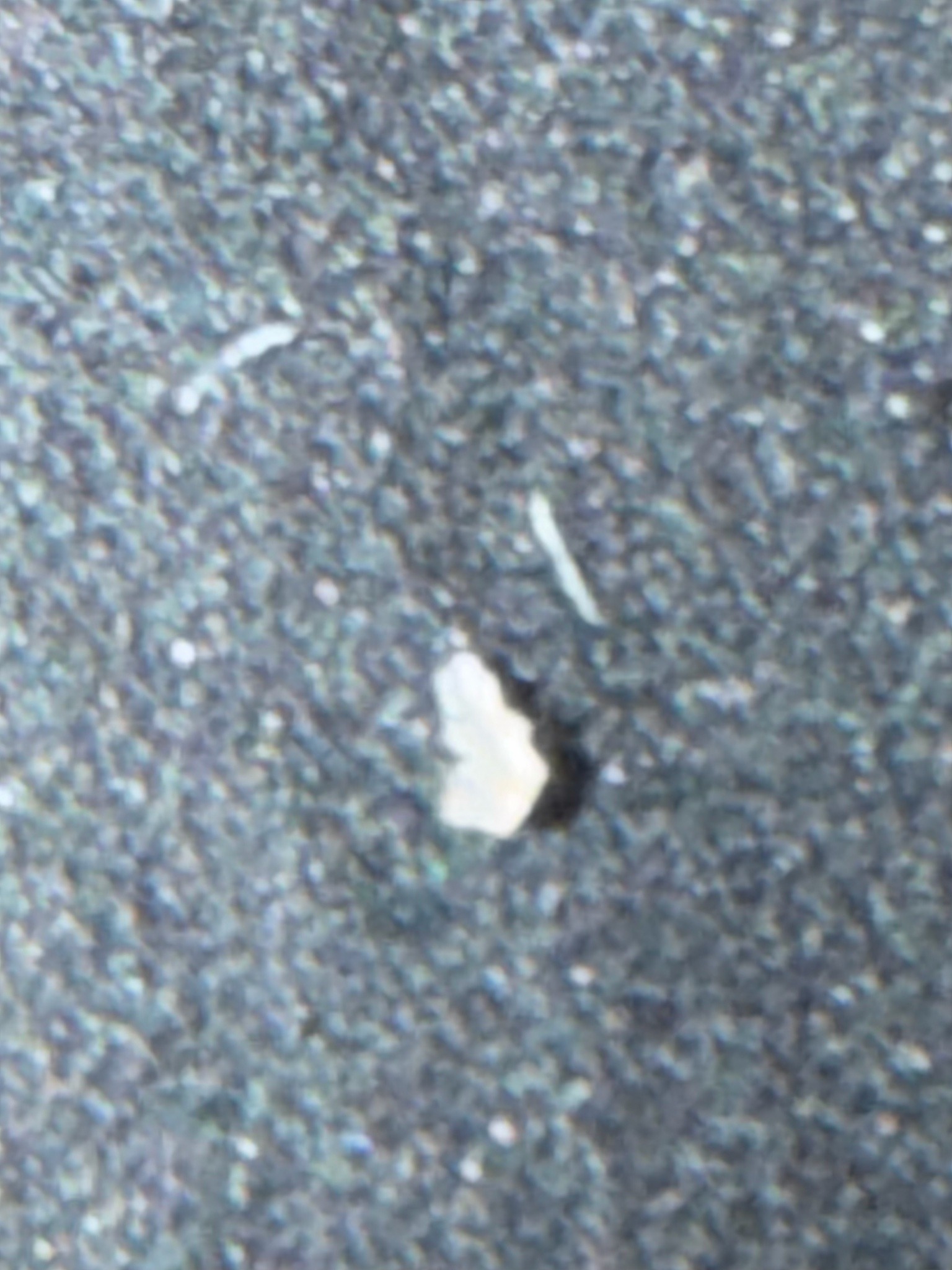 Pinworm
