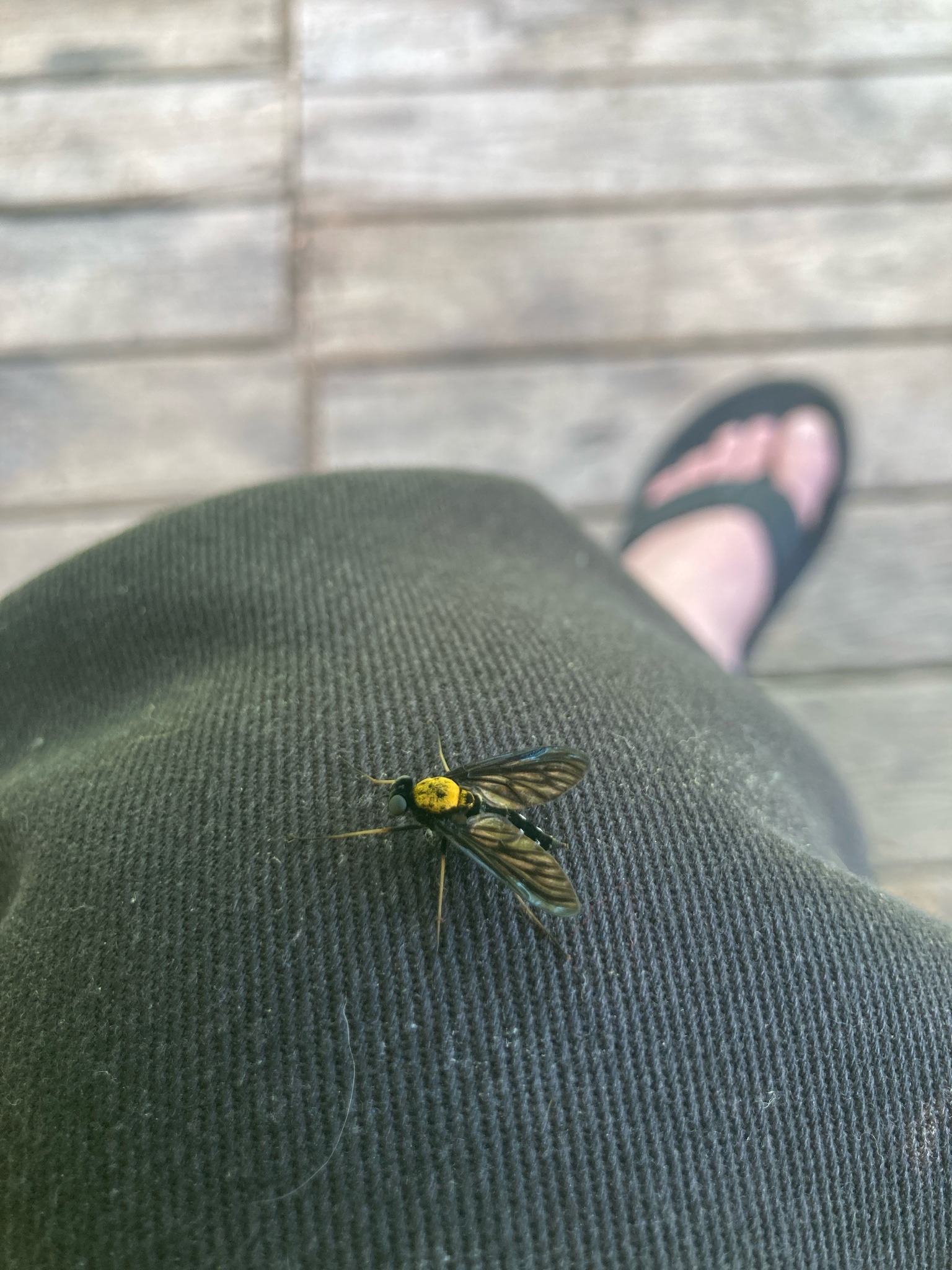 Golden-backed Snipe Fly