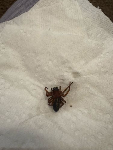 Broad-faced Sac Spider / Trachelas tranquillus