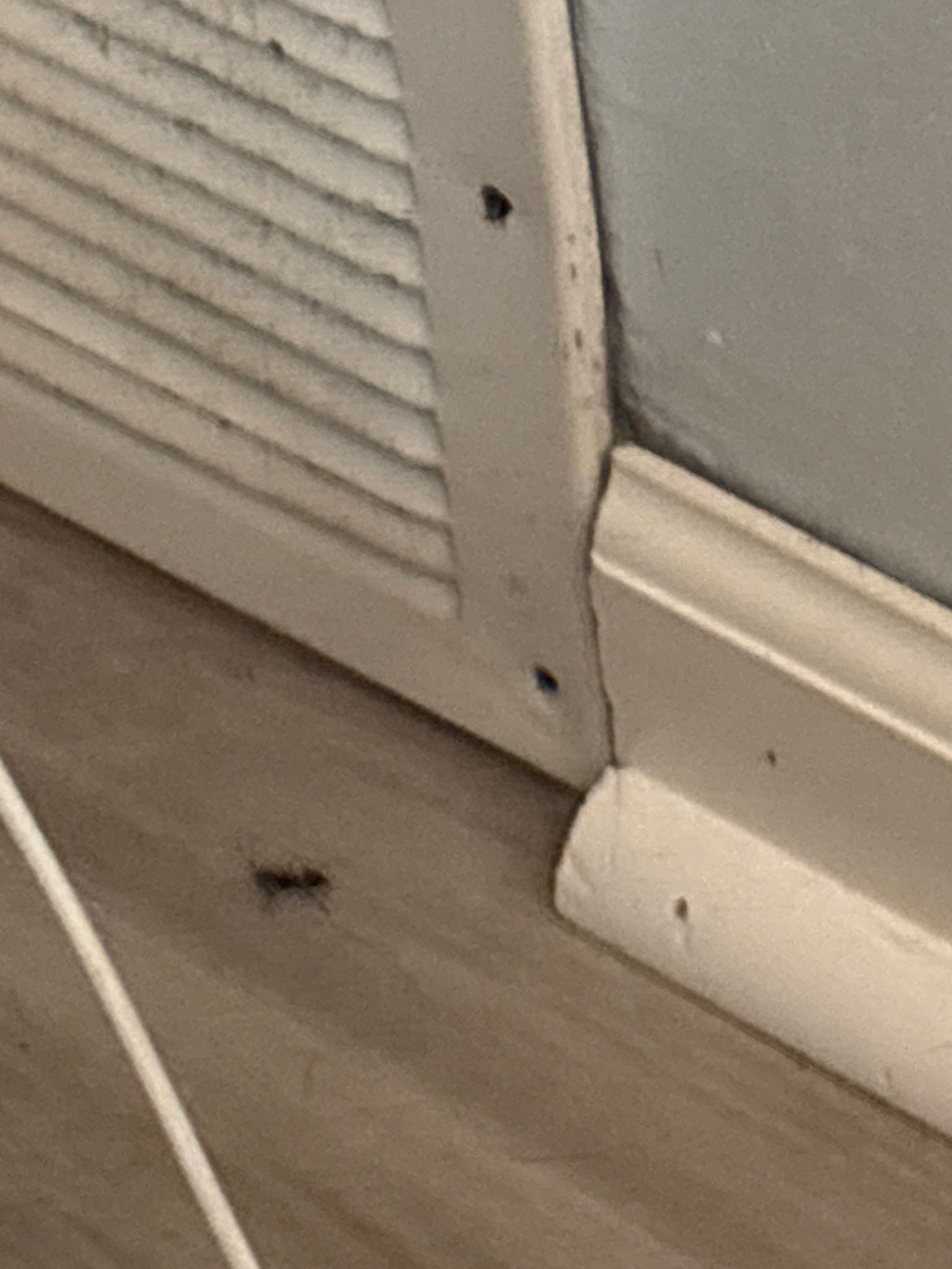 Carpenter Ant