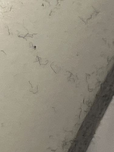 Dust Mite (or possibly a similar small arthropod)