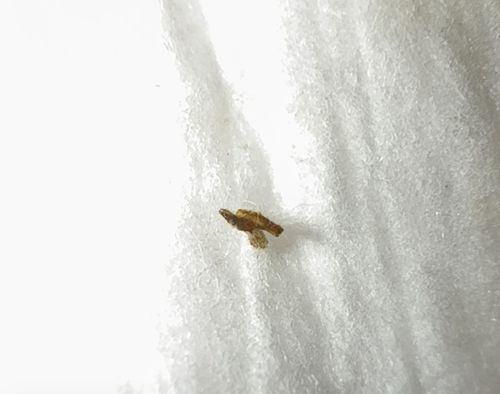Common Clothes Moth