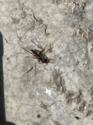 Cave Cricket / Camel Cricket