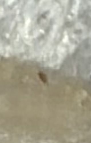 Carpet Beetle (likely Varied Carpet Beetle or similar dermestid)