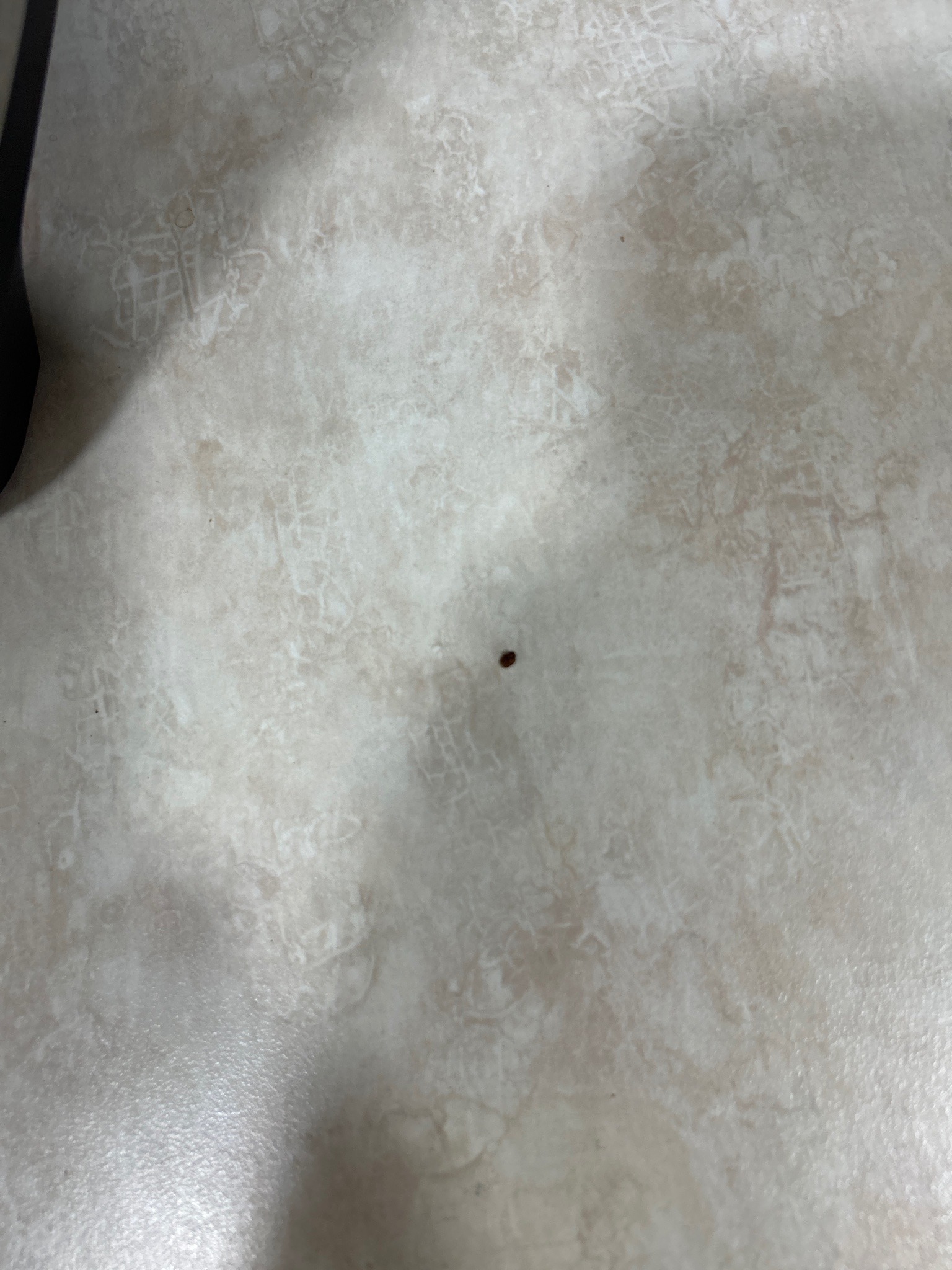 Cigarette beetle
