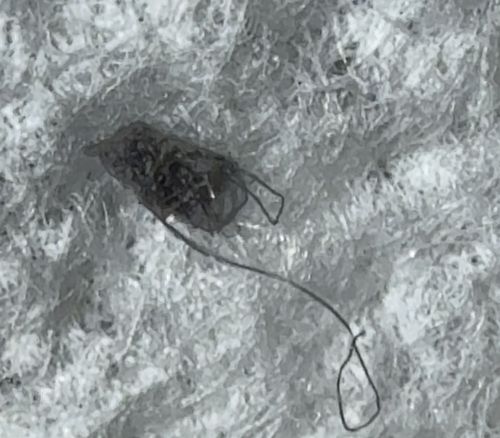 Case-bearing Clothes Moth Larva (casing)