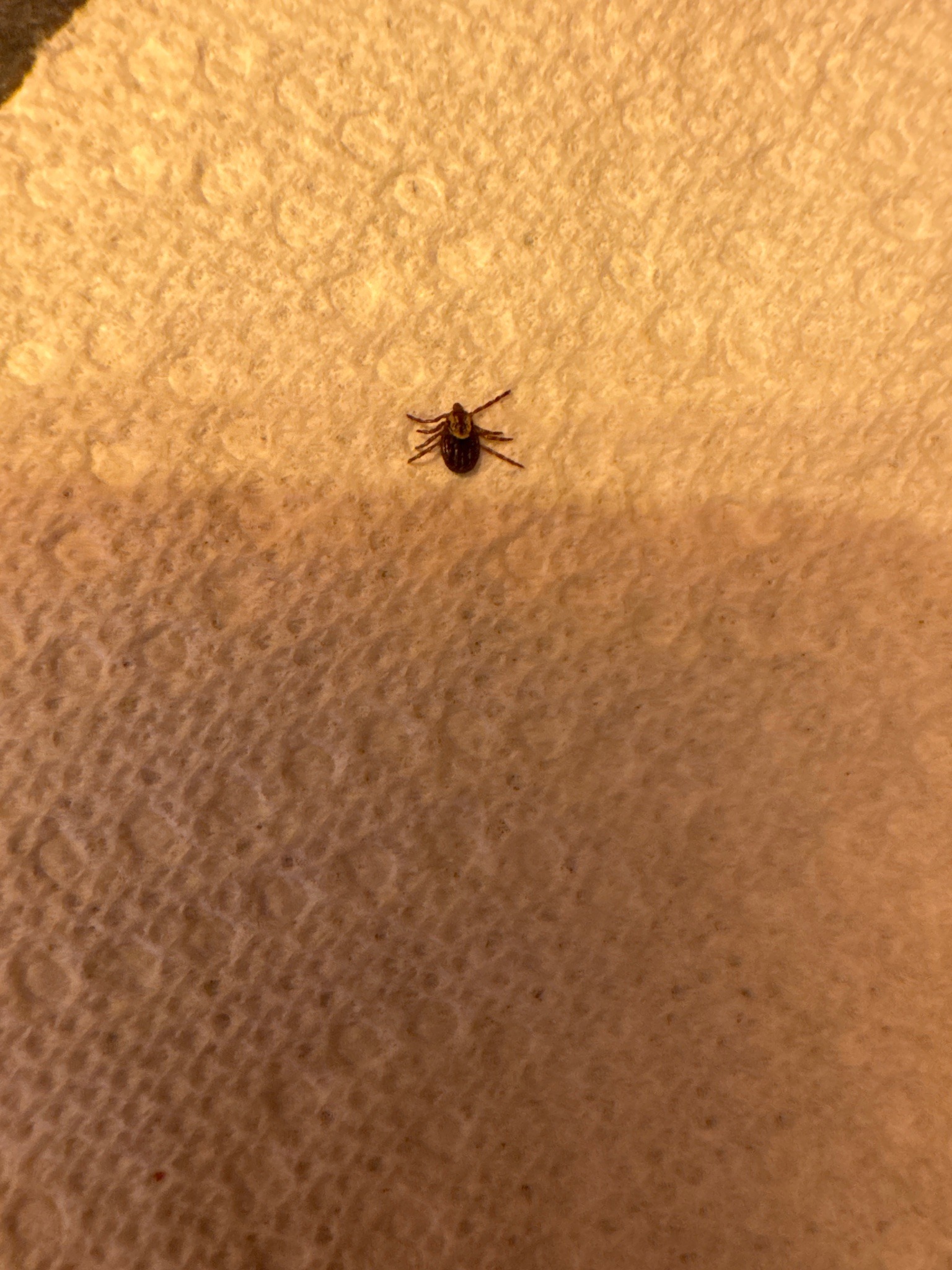 American Dog Tick