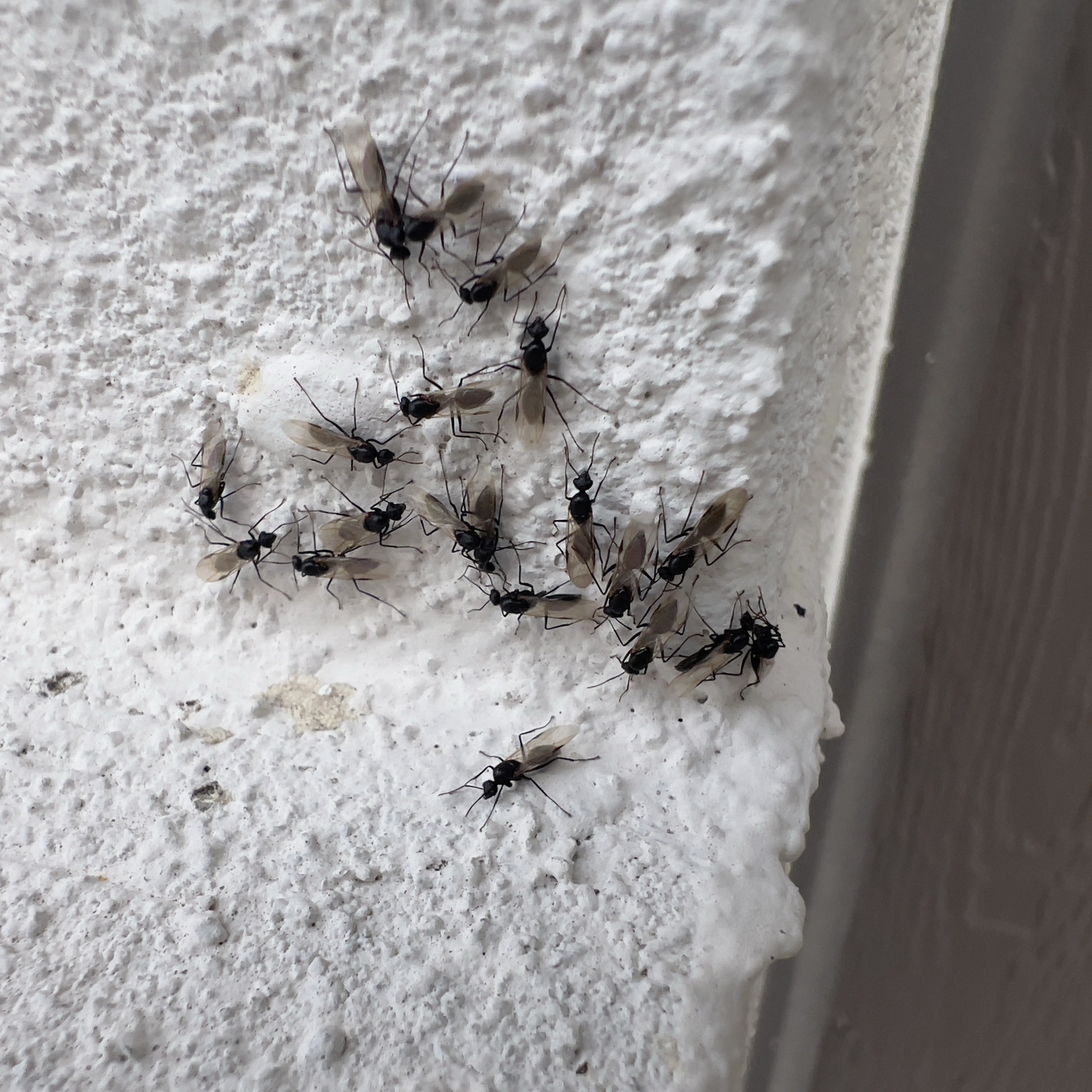 Carpenter Ant (Alates/Flying Ants)