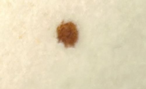 Varied Carpet Beetle (Larva)