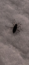 Water Bug (likely a species of Lesser Water Boatman)