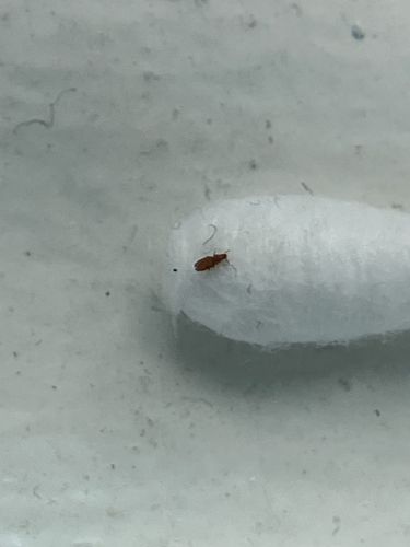 Sawtoothed Grain Beetle or Merchant Grain Beetle