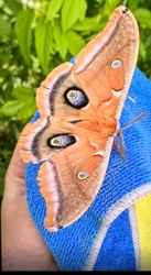 Polyphemus Moth
