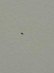 Red Flour Beetle