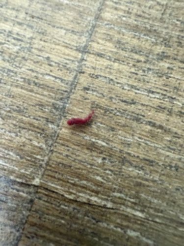 Bloodworm (Chironomid Larva)