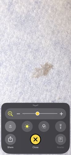 Lace Bug