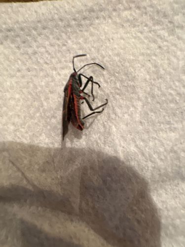 Grapeleaf skeletonizer (likely, adult moth)