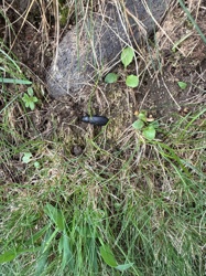 Ground Beetle