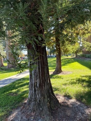 No insect or bug visible