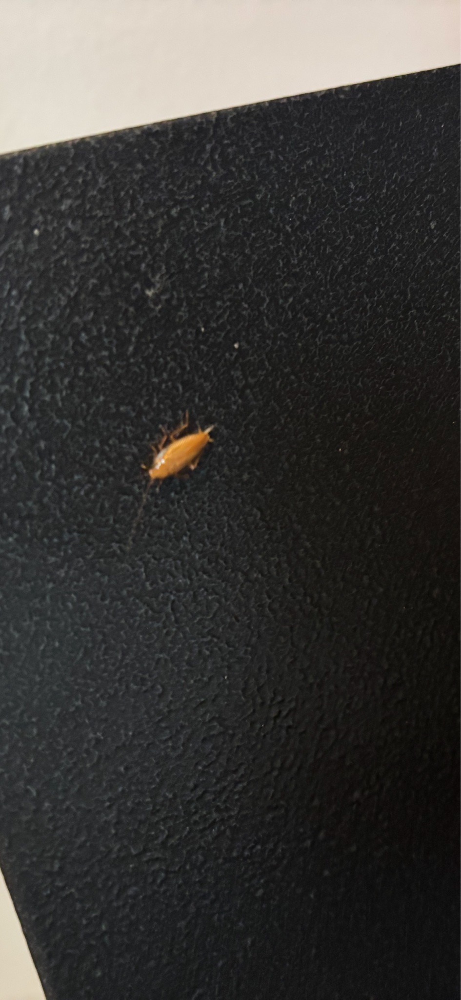 German Cockroach (Nymph)