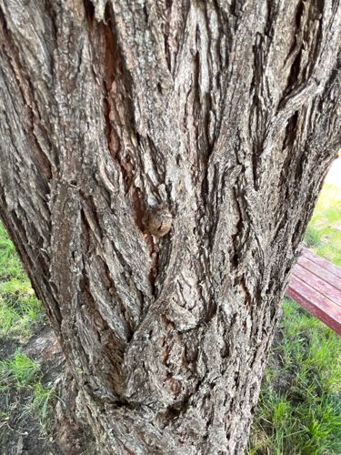 Moth (likely in the Erebidae family)