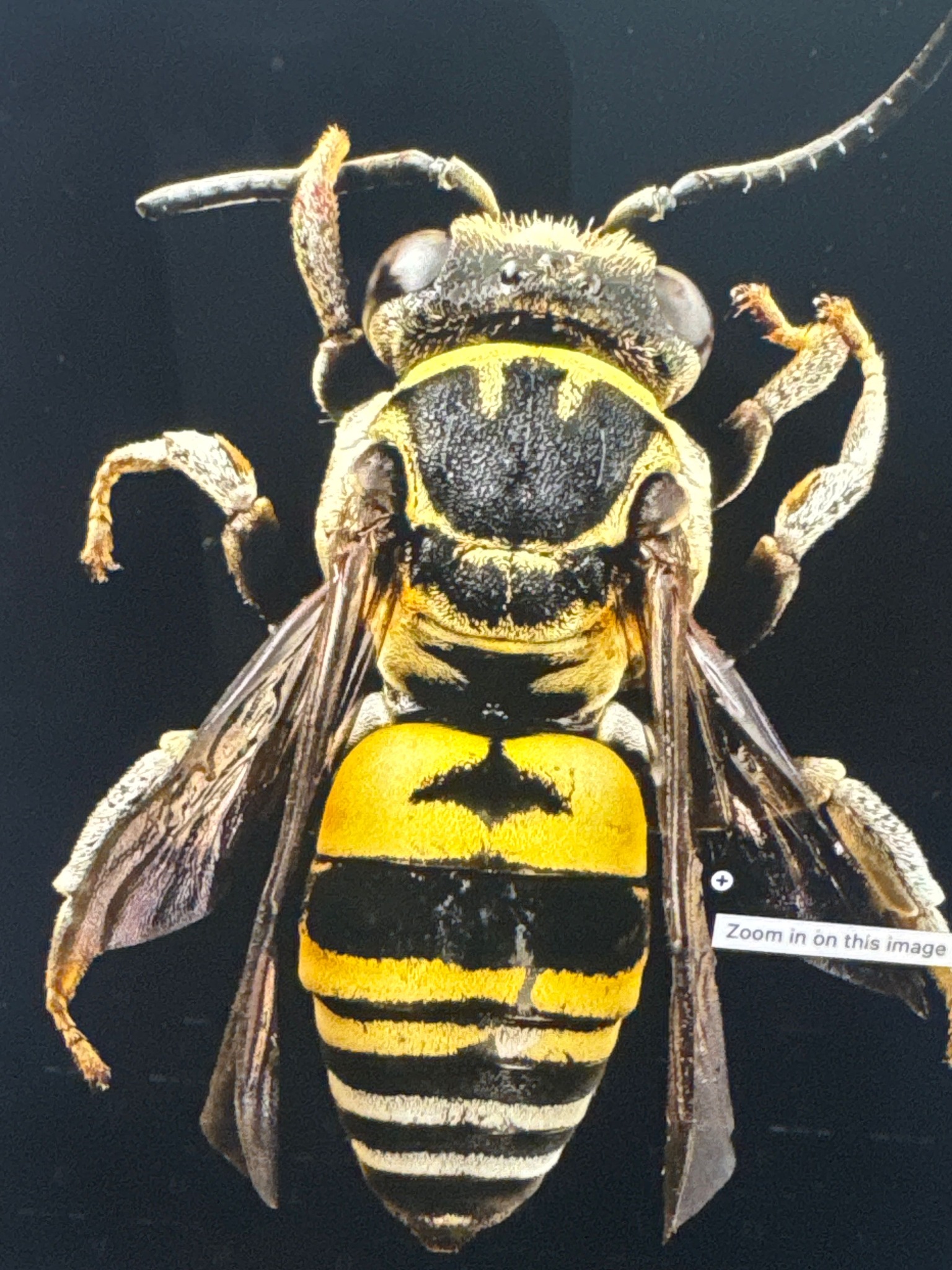Common Yellowjacket