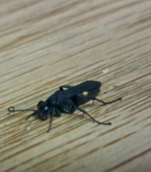 Spider Wasp