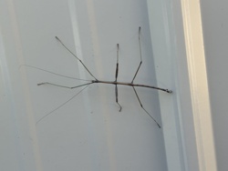 Stick insect, Walking stick