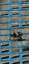 Boxelder Bug