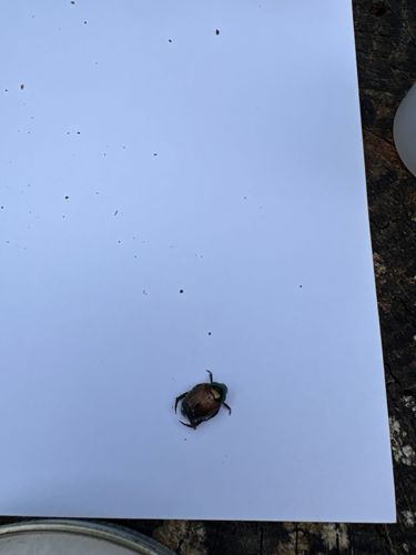 Japanese Beetle