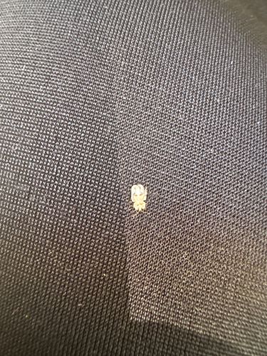 Lace Bug Nymph (Immature Stage)