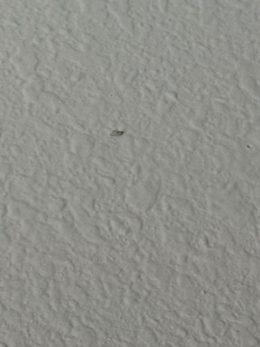 Fly (various species)