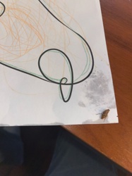 Cockroach (likely German cockroach based on appearance)