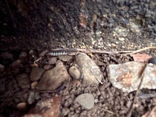 Lawn Armyworm (Caterpillar)