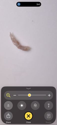 Indian Meal Moth Larva