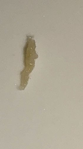 Fly Larva (Maggot)