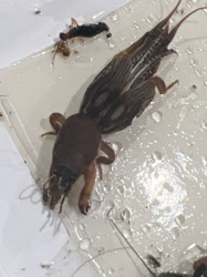 Mole Cricket