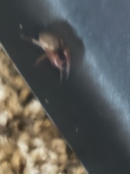 Solifugid, Sun Spider, Wind Scorpion, or Camel Spider