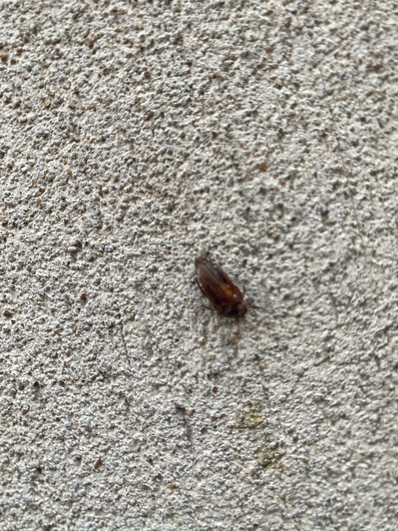 Click Beetle
