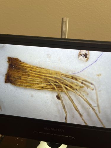 Carpet Beetle Larva (likely varied, common, or black carpet beetle)